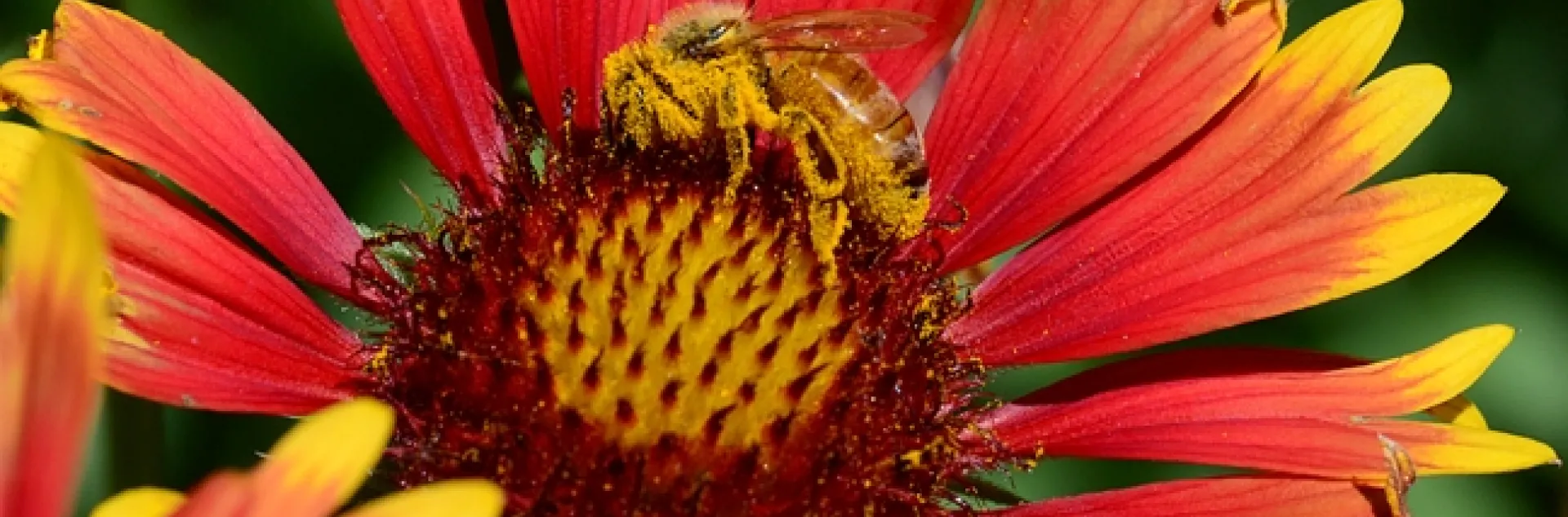 Honey bee is covered with pollen from a blanket flower, Gaillardia. (Photo by Kathy Keatley Garvey)