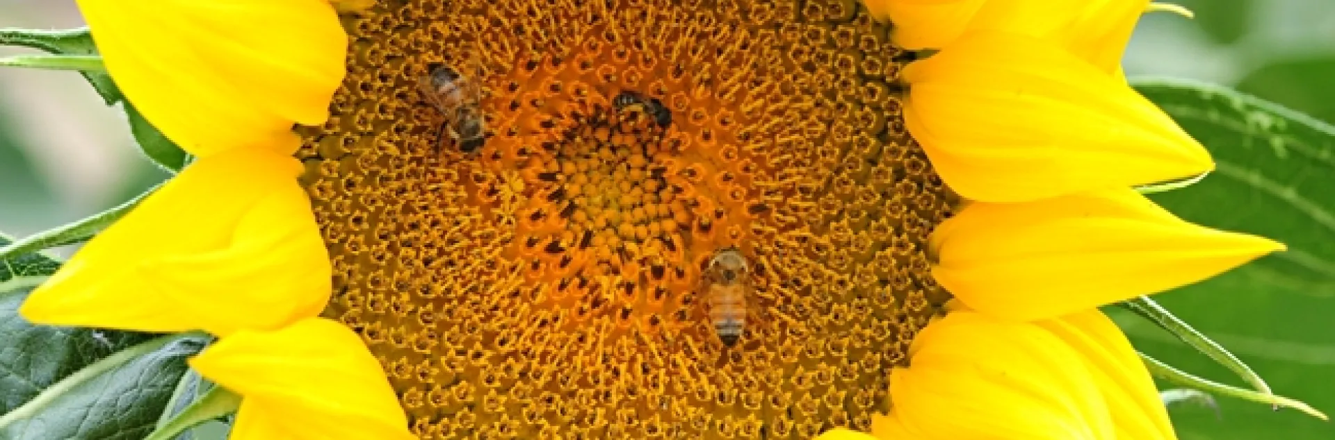 Honey bees and a sunflower bee forage on a sunflower head. (Photo by Kathy Keatley Garvey)
