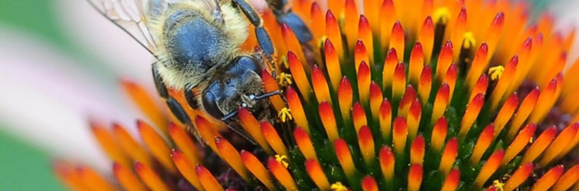 A blue honey bee on a coneflower. (Photo by Kathy Keatley Garvey)