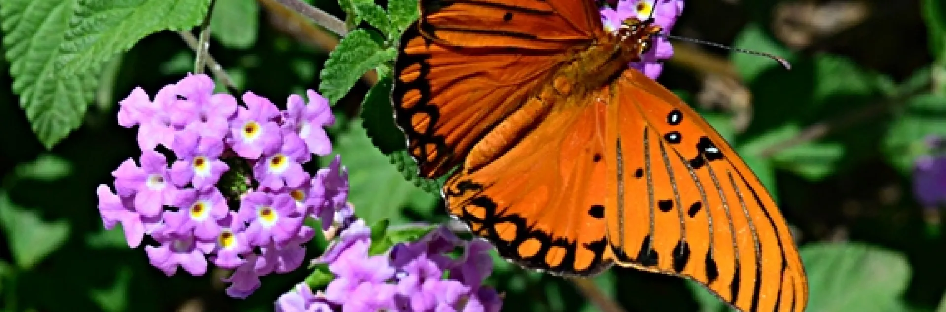 Gulf Fritillary butterfly on lantana. (Photo by Kathy Keatley Garvey)