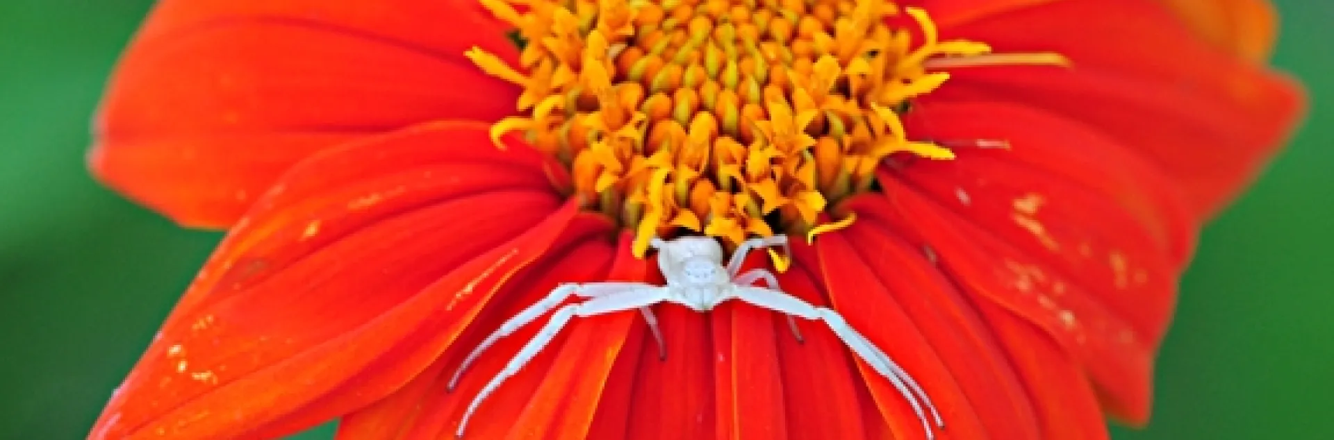 Crab spider on a Mexican sunflower, Tithonia. (Photo by Kathy Keatley Garvey)