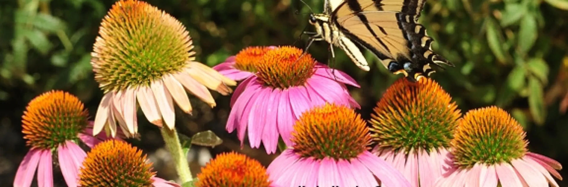 Western tiger swallowtail on a purple coneflower. (Photo by Kathy Keatley Garvey