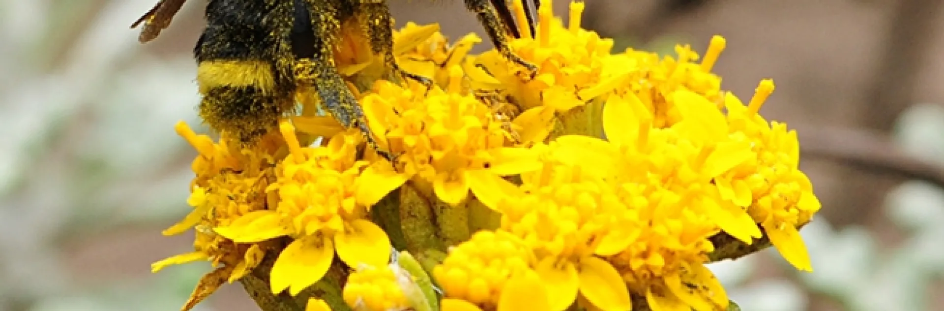 Bumble bee, Bombus vosnesenski, on woolly sunflower. (Photo by Kathy Keatley Garvey)
