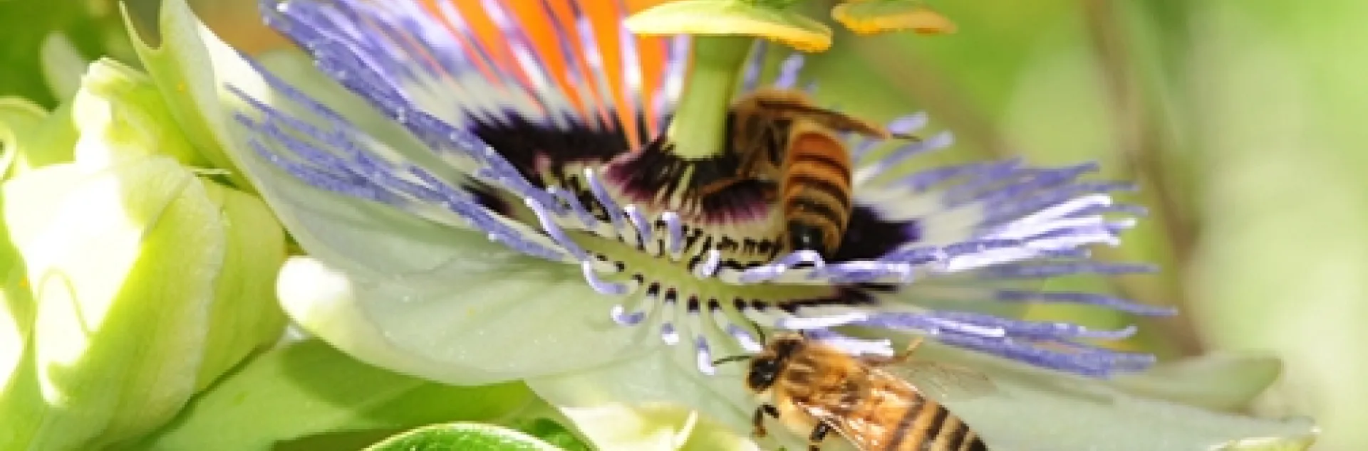 Honey bees foraging on a passion flower blossom. (Photo by Kathy Keatley Garvey)
