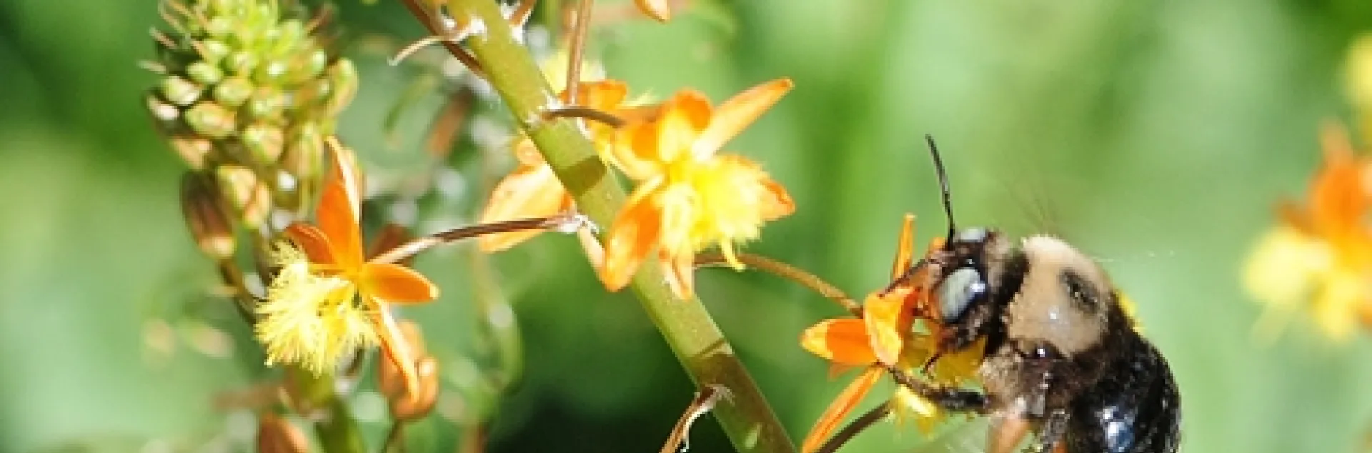 A male mountain carpenter bee, Xylocopa tabaniformis orpifex, nectaring on bulbine. (Photo by Kathy Keatley Garvey)