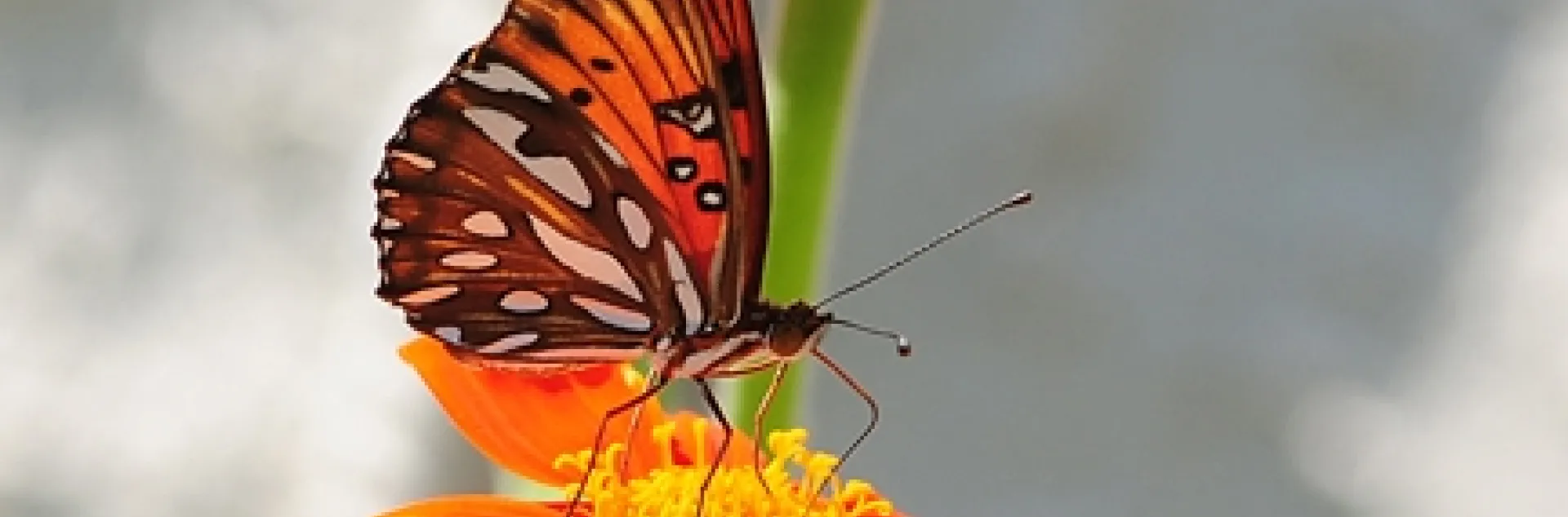 Gulf fritillary butterfly. Agraulis vanillae, lands on Mexican sunflower, Tithonia. (Photo by Kathy Keatley Garvey)