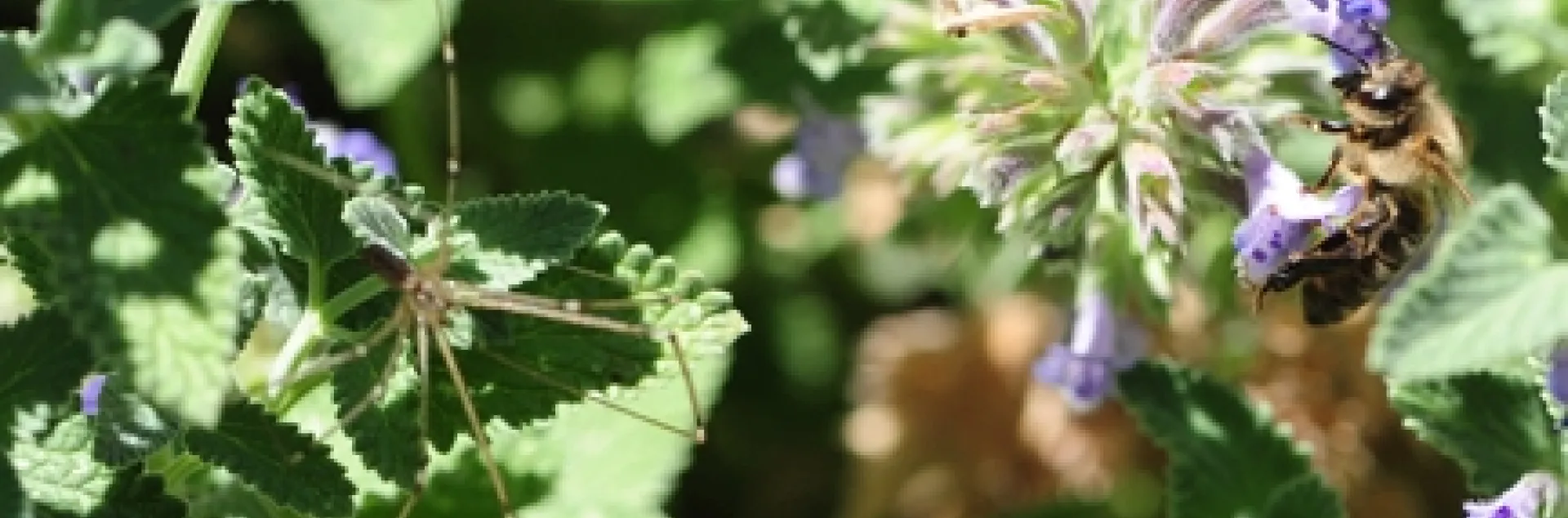 A cellar spider eyes a honey bee in the catmint (Nepeta). (Photo by Kathy Keatley Garvey)
