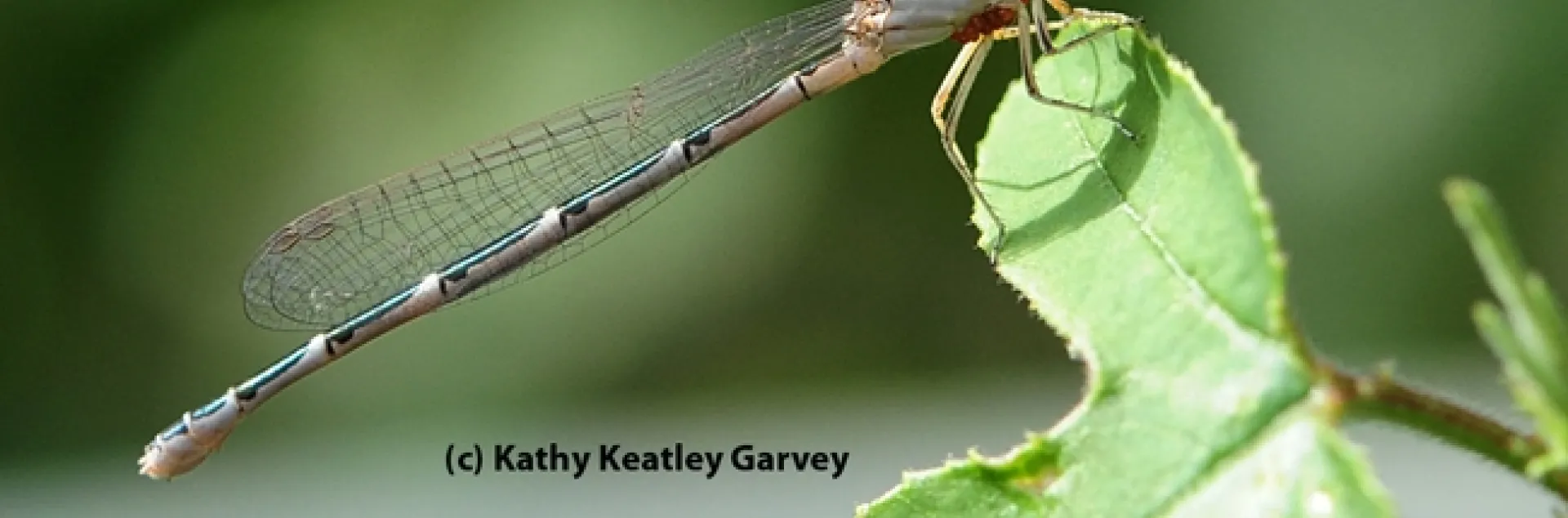 Damselfly, with water mites attached, lands on the leaf of a passion flower vine. (Photo by Kathy Keatley Garvey)