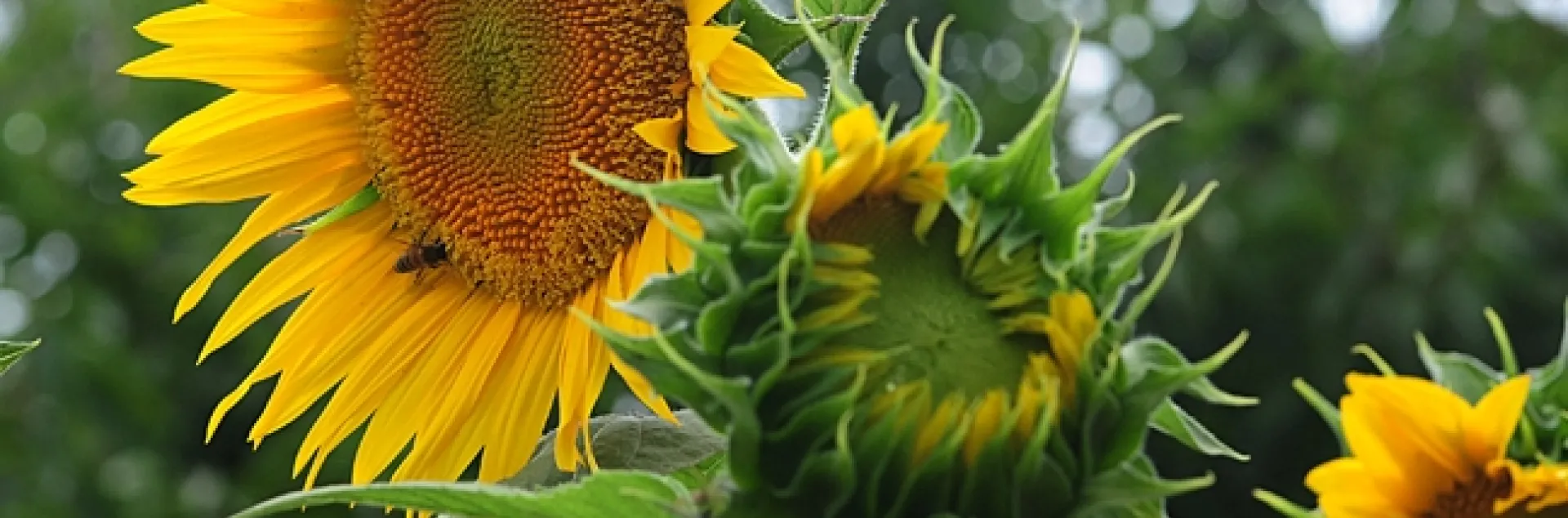 Sunflowers grow as high as an elephant's eye at the California State Fair. (Photo by Kathy Keatley Garvey