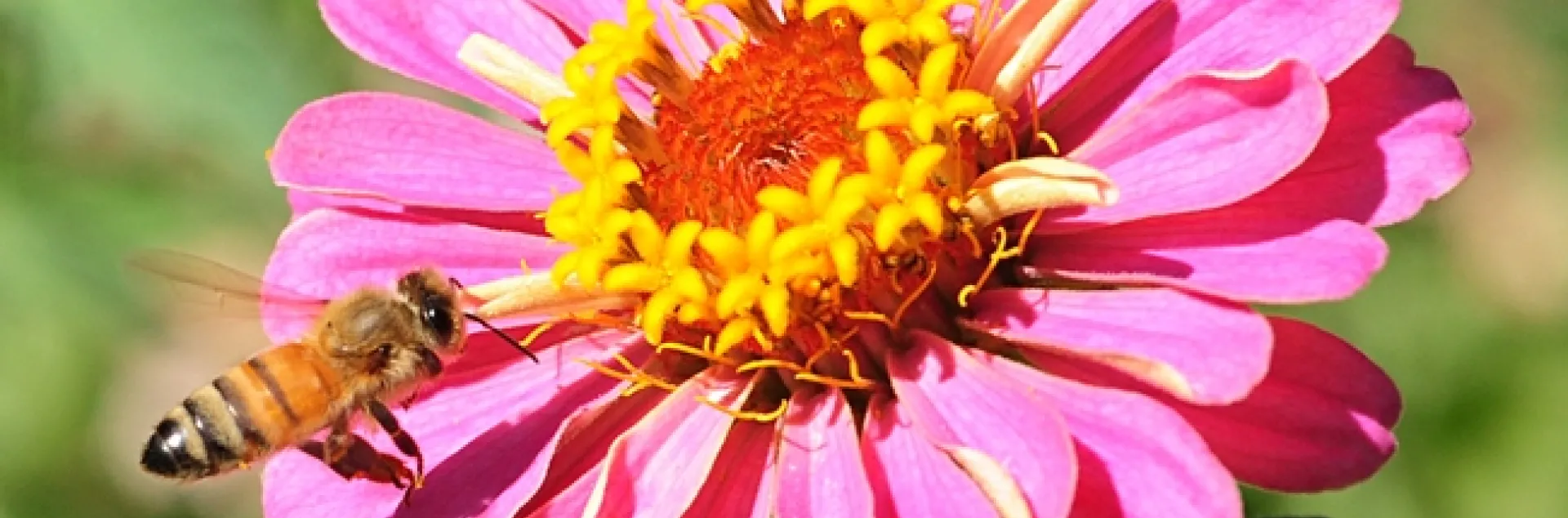 A honey bee zeroing in on a zinnia. (Photo by Kathy Keatley Garvey)
