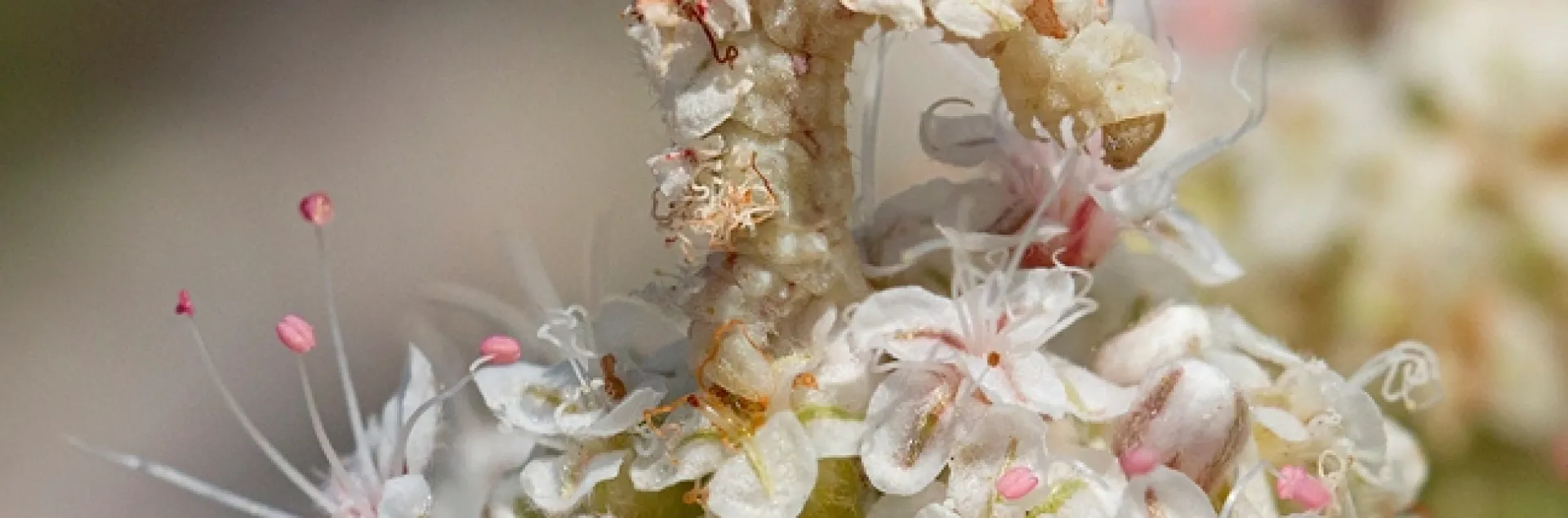 Larva of an emerald moth, Synchlora, disguised in florets. (Photo by Allan Jones)