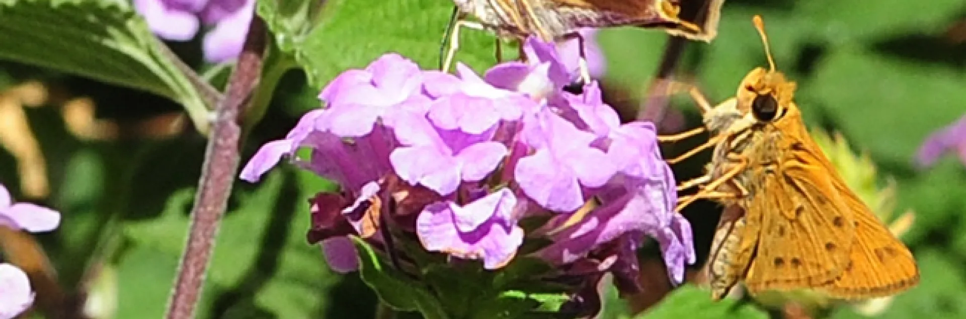 Courtship in the lantana: the female is on the left, and the male on the right. (Photo by Kathy Keatley Garvey)