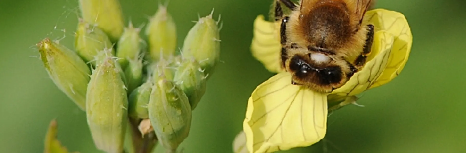 Honey bee foraging on mustard, a good cover crop for bees. (Photo by Kathy Keatley Garvey)