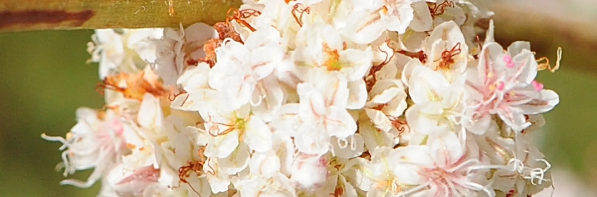 A beewolf, or crabronid wasp, on buckwheat. (Photo by Kathy Keatley Garvey)