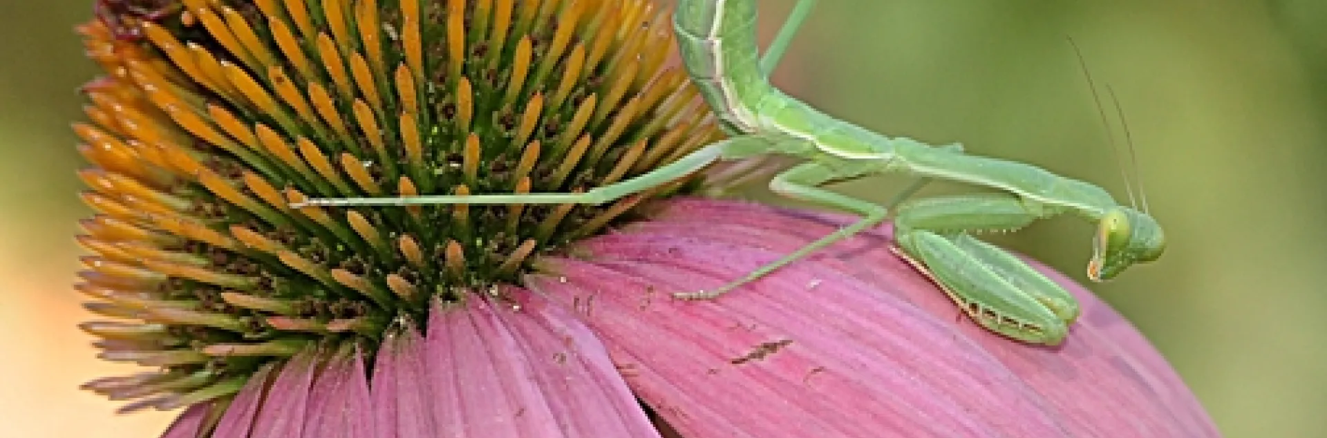 Praying mantis waits and waits. (Photo by Kathy Keatley Garvey)