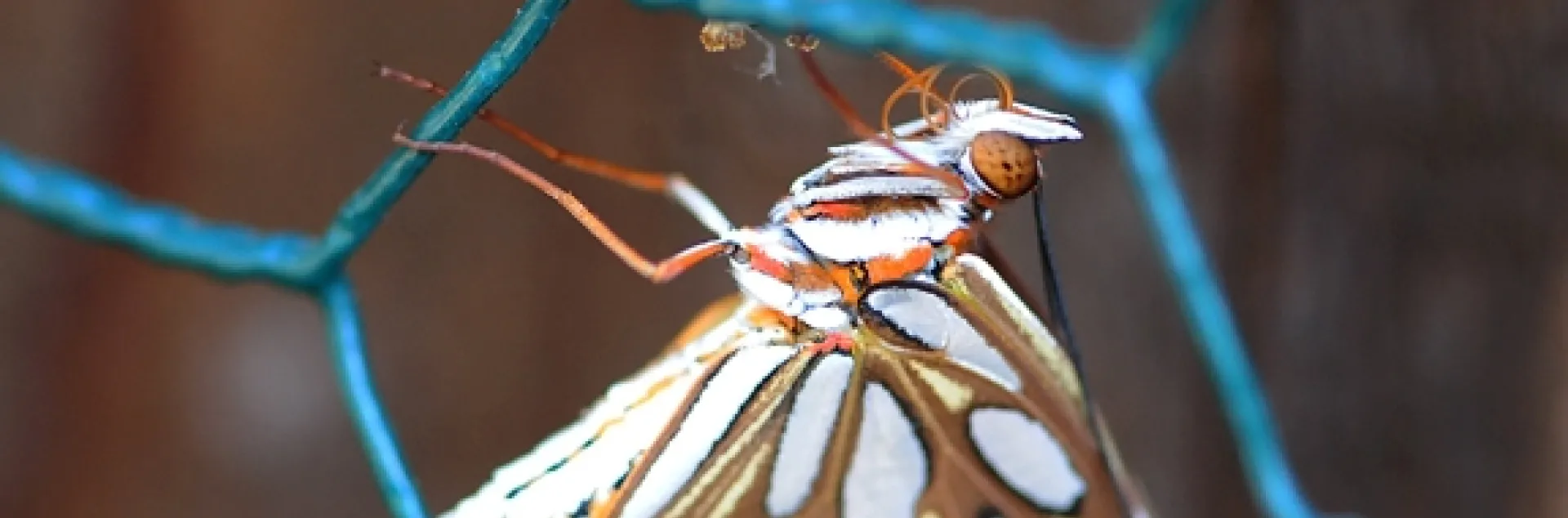Female Gulf Fritillary butterfly dries her wings after emerging from her chrysalis. (Photo by Kathy Keatley Garvey)