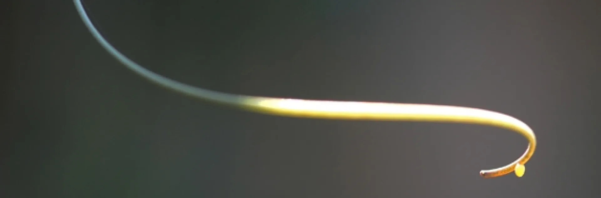 Tiny Gulf Fritillary butterfly egg at end of a tendril on a passionflower vine. (Photo by Kathy Keatley Garvey)