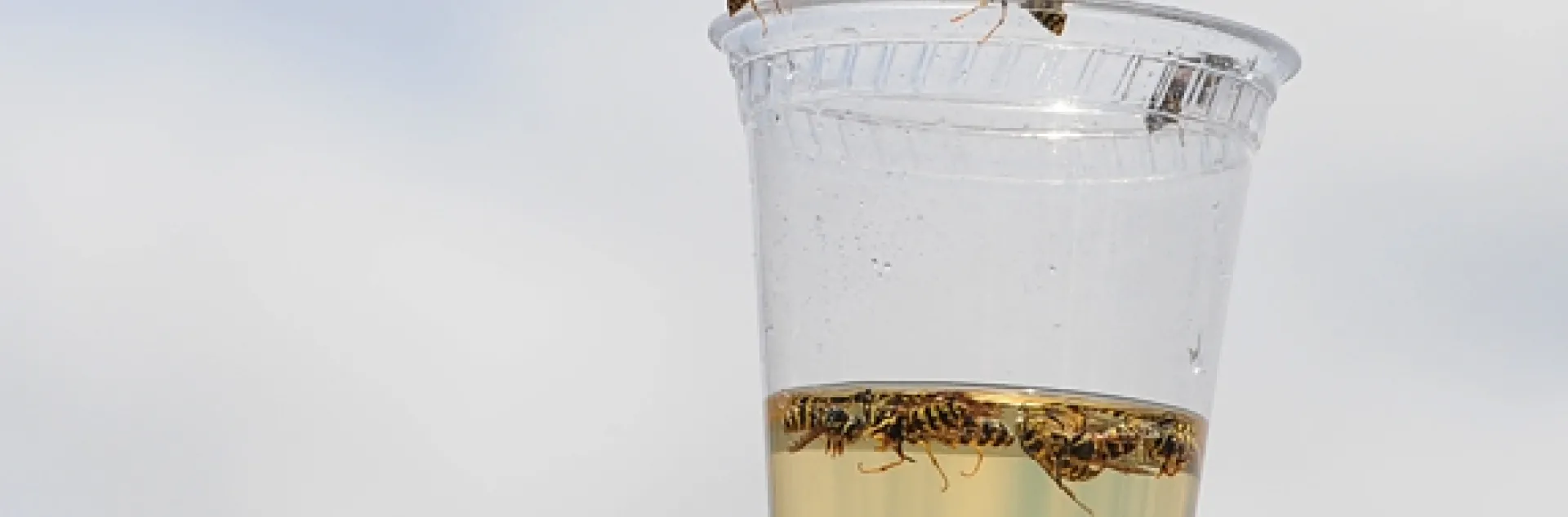 Yellowjackets are attracted to this plastic container. (Photo by Kathy Keatley Garvey)