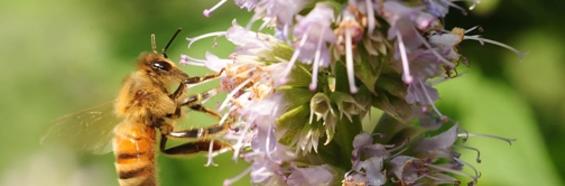 An Italian honey bee nectaring on phacelia. (Photo by Kathy Keatley Garvey)