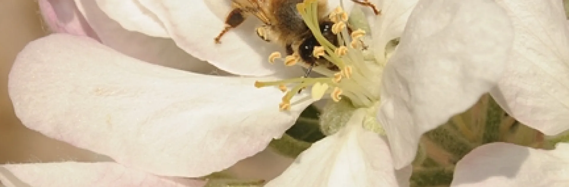 Honey bee on an apple blossom. (Photo by Kathy Keatley Garvey)