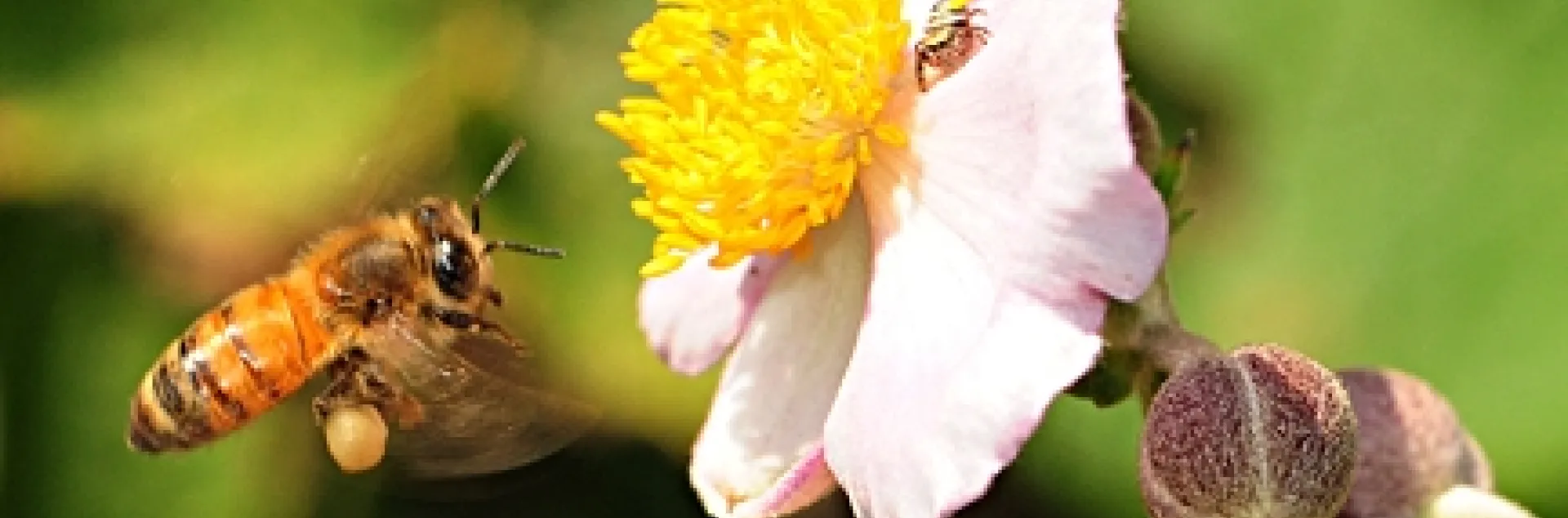 Honey bee in flight, heading toward a Japanese anemone and unaware of the jumping spider. (Photo by Kathy Keatley Garvey)