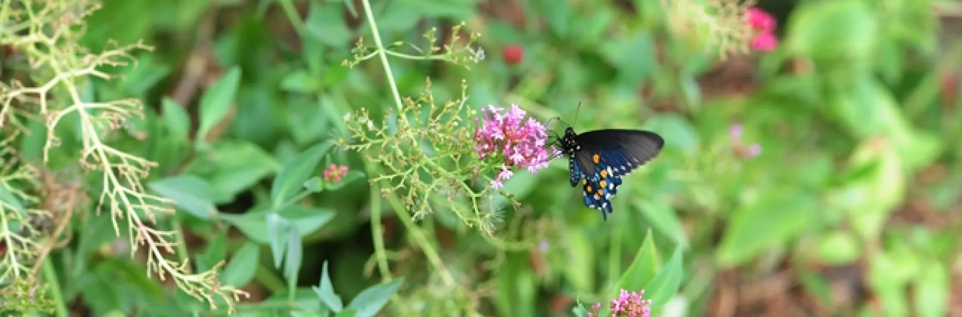 Jupiter's Beard and a single pipevine swallowtail. (Photo by Kathy Keatley Garvey)