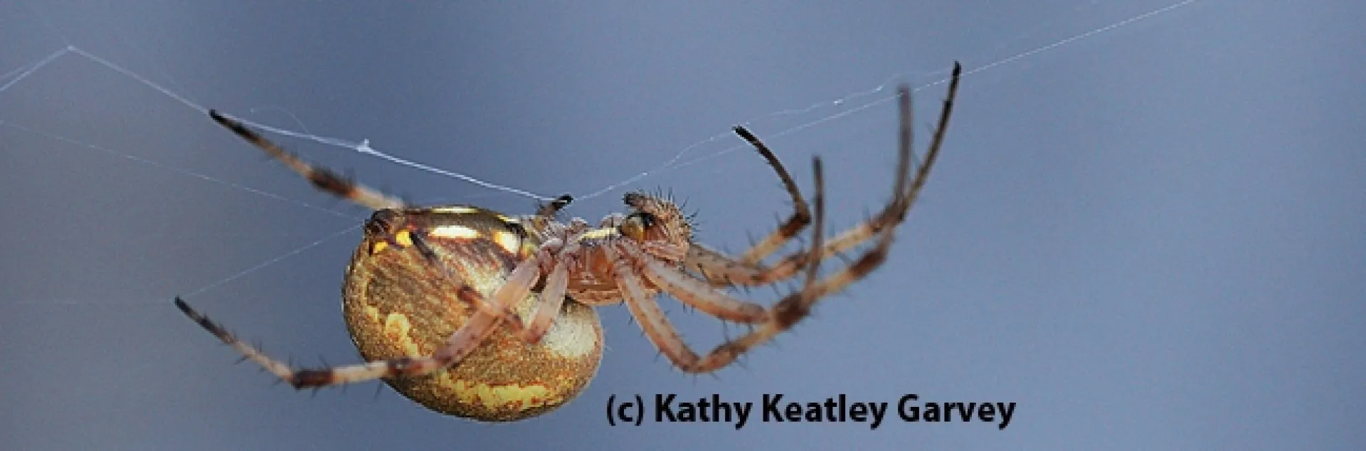 A western spotted orb weaver, Neoscona oaxacensis, finishing its web. (Photo by Kathy Keatley Garvey)