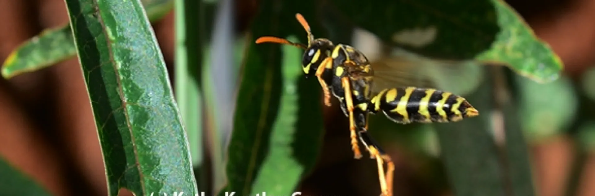 A European paper wasp on the hunt. (Photo by Kathy Keatley Garvey)