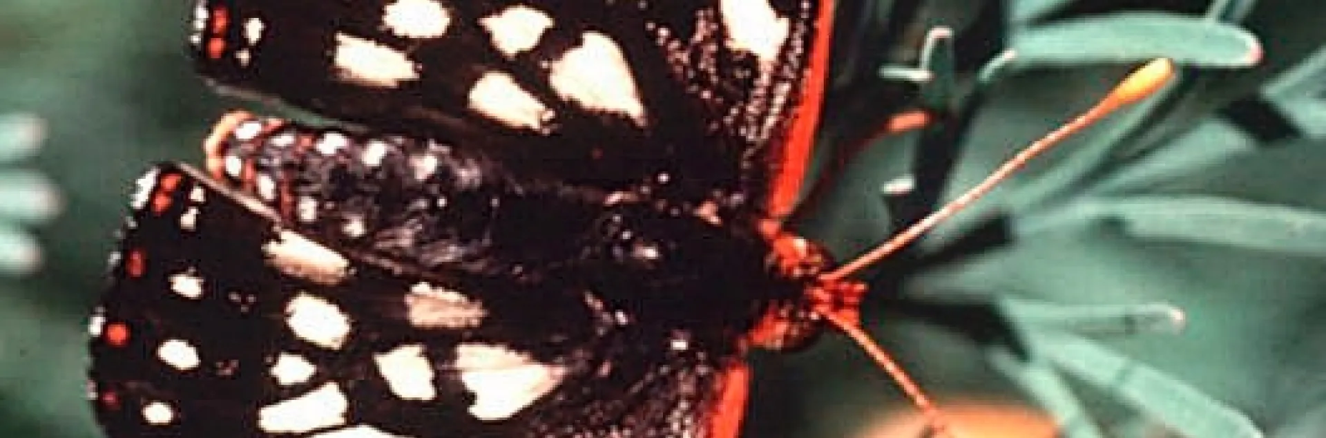 This photo, by Stephen Daubert, is of a variable checkerspot (Euphydryas chalcedona.