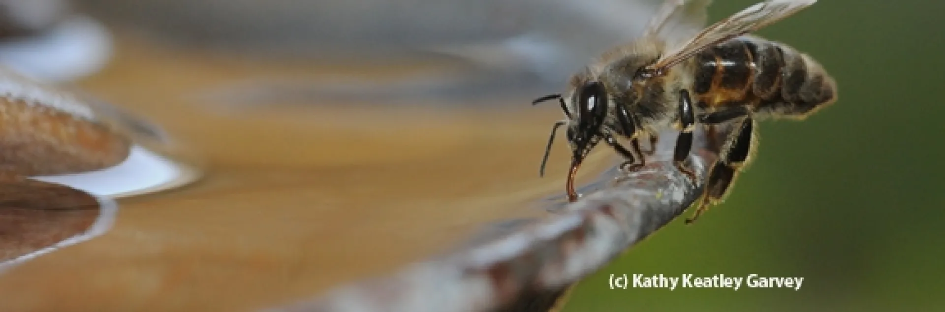 A Carniolan honey bee sipping water from a fountain. (Photo by Kathy Keatley Garvey)