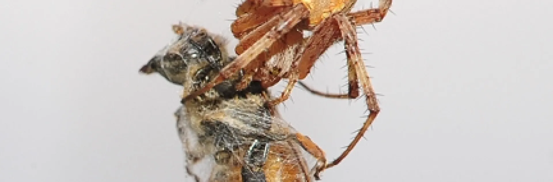 Western spotted orb weaver snares and wraps a honey bee. (Photo by Kathy Keatley Garvey)