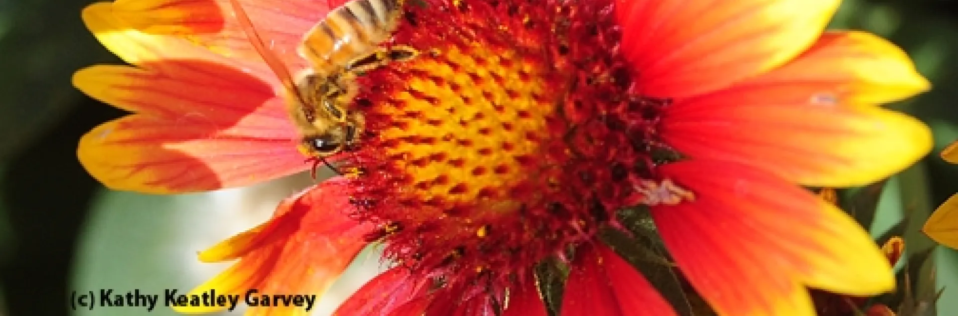 A honey bee foraging on a blanket flower, Gaillardia. (Photo by Kathy Keatley Garvey)