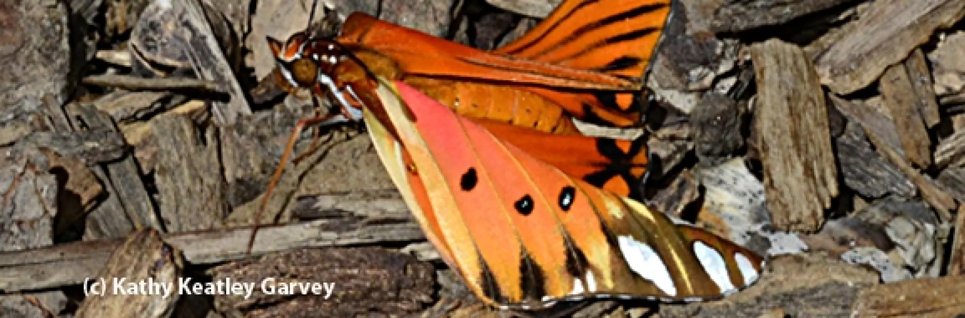 Newly emerged Gulf Fritillary butterfly, fresh from its chrysalis, lands on a bed of wood chips. (Photo by Kathy Keatley Garvey)