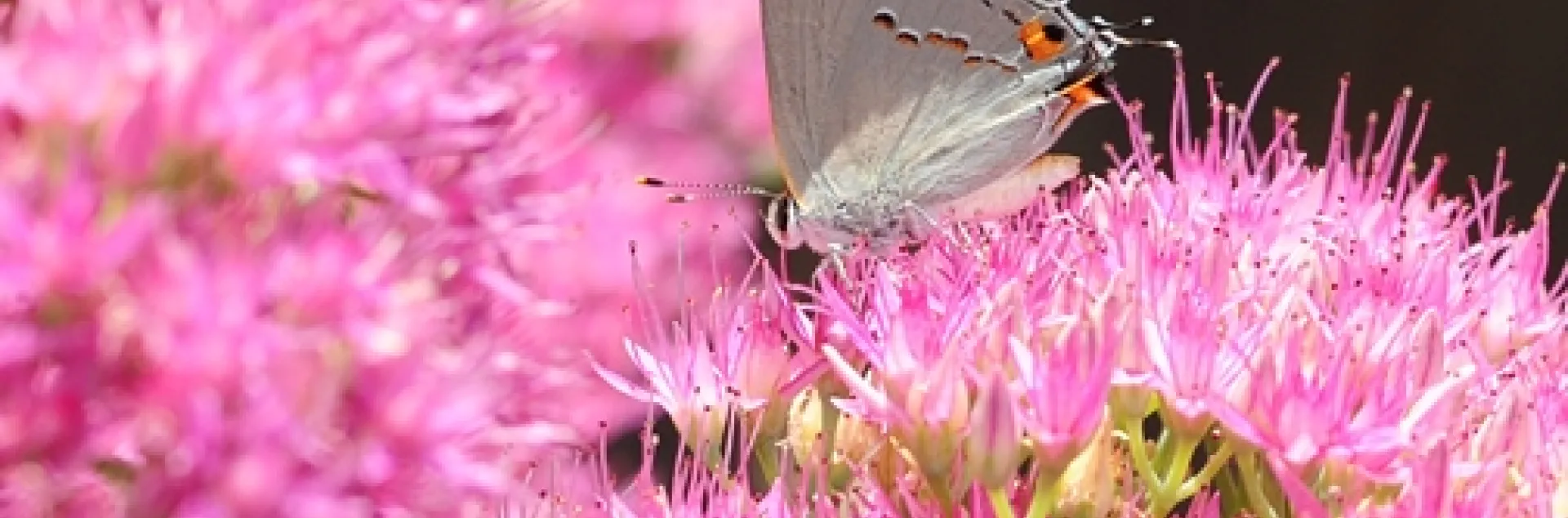 A gray hairstreak foraging in sedum. (Photo by Kathy Keatley Garvey)