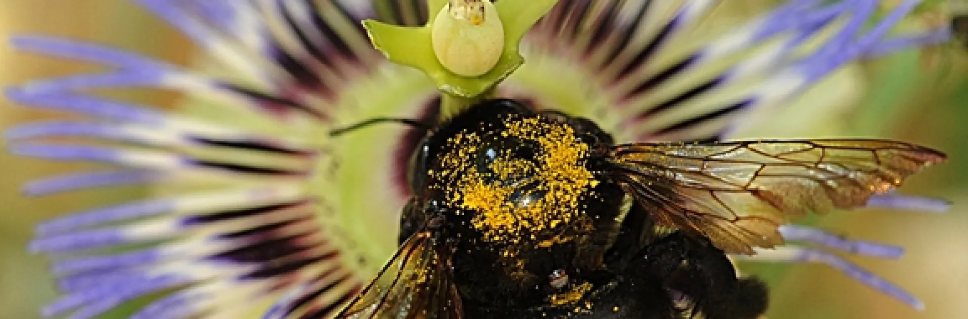 A female Valley carpenter bee is covered with yellow pollen. (Photo by Kathy Keatley Garvey)