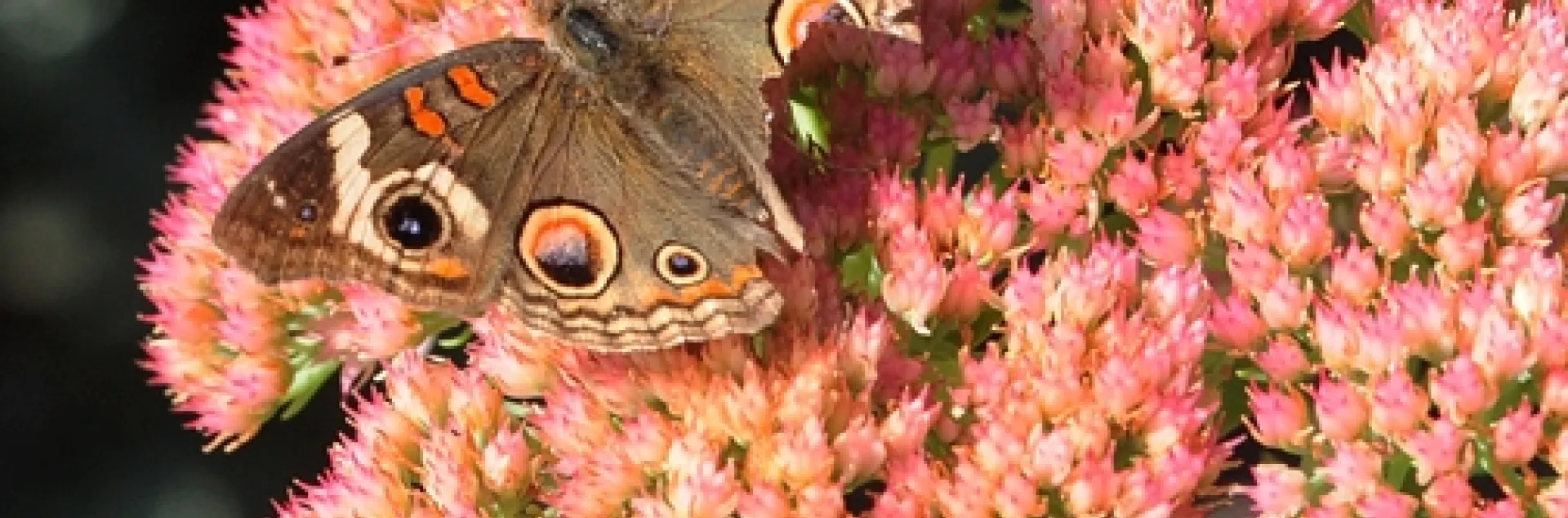 Buckeye butterfly on sedum. Note the missing chunks of its wings. (Photo by Kathy Keatley Garvey)
