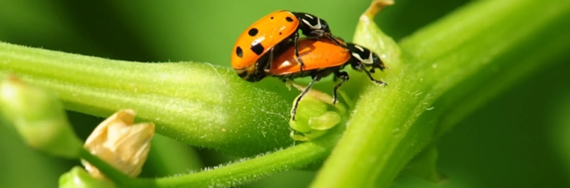 Love in the bean field at the UC Dry Bean Field Day. (Photo by Kathy Keatley Garvey)