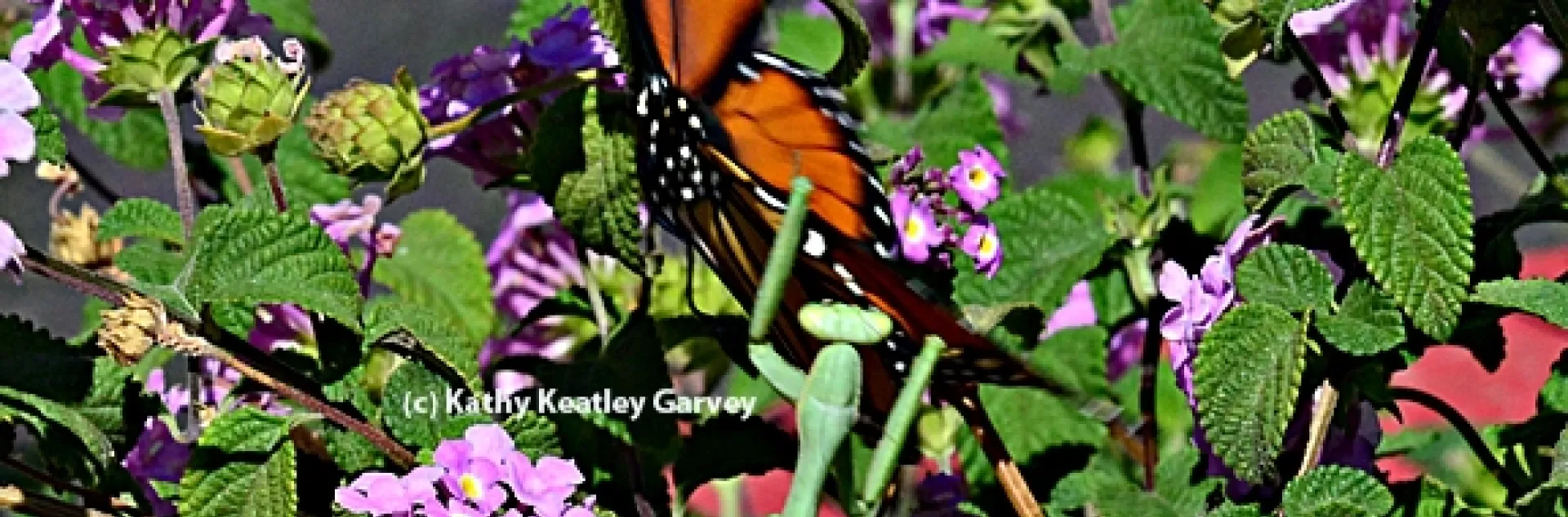 A praying mantis leaps at a fluttering butterfly. (Photo by Kathy Keatley Garvey)