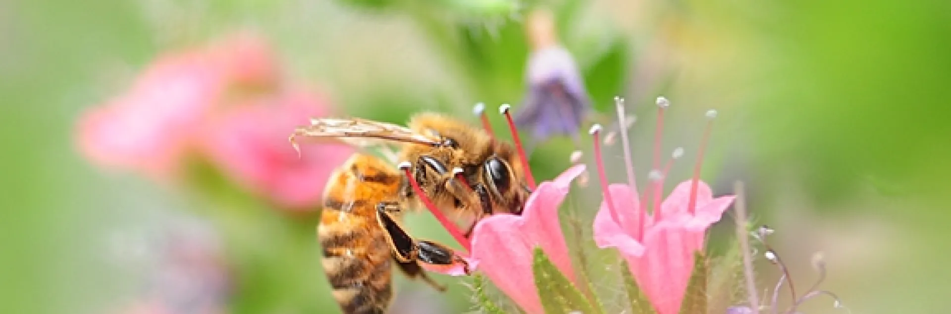 Honey bee on a tower of jewels, Echium wildpretii. (Photo by Kathy Keatley Garvey)