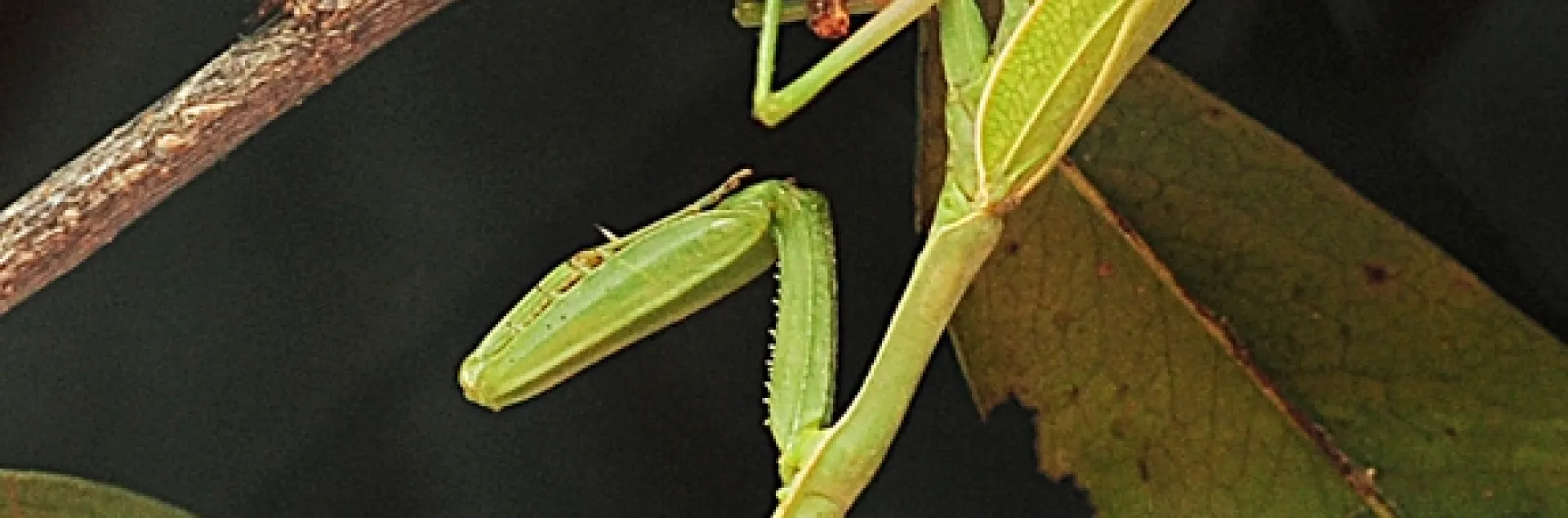 Night time for the praying mantis. (Photo by Kathy Keatley Garvey