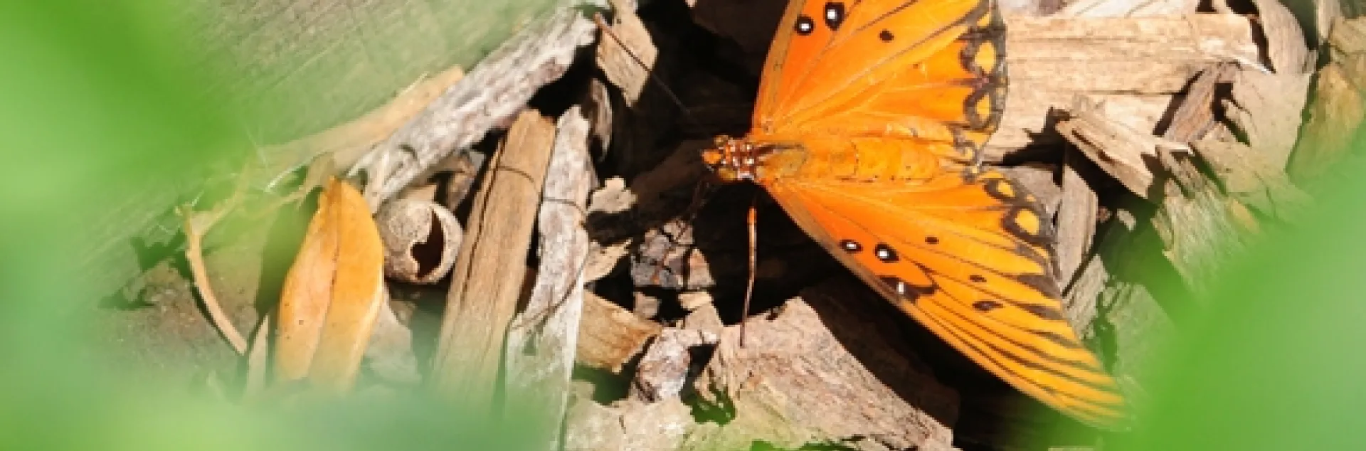 An adult Gulf Fritillary butterfly. (Photo by Kathy Keatley Garvey)
