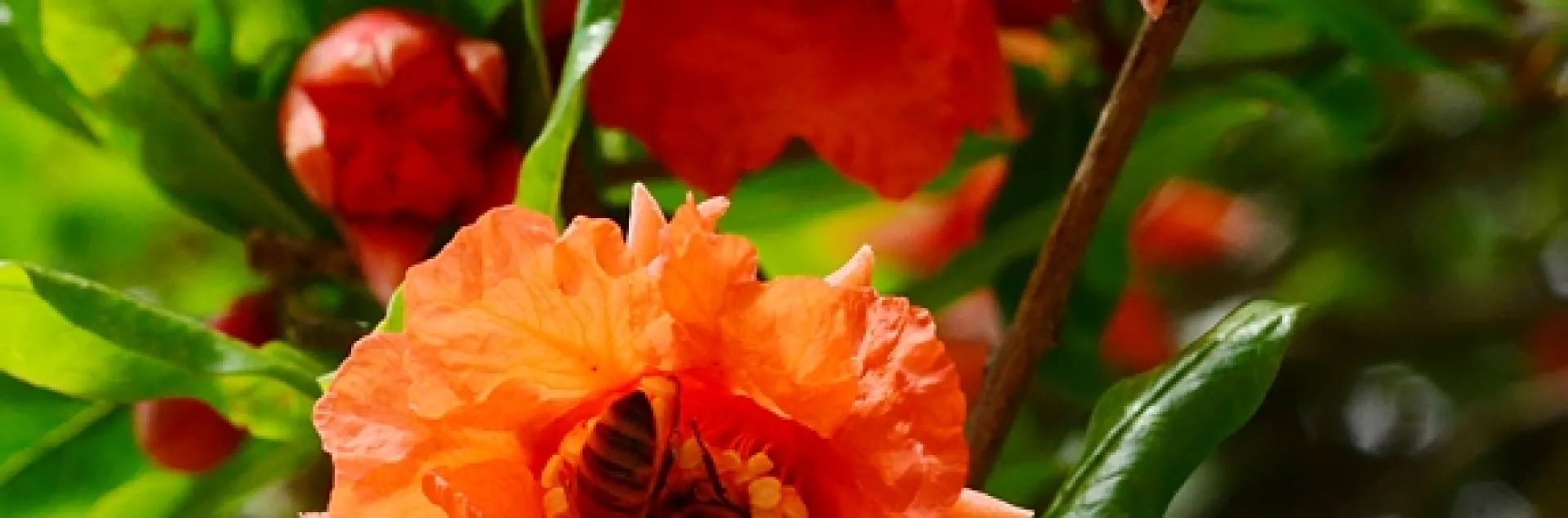 Honey bees foraging on pomegranate blossoms. (Photo by Kathy Keatley Garvey)