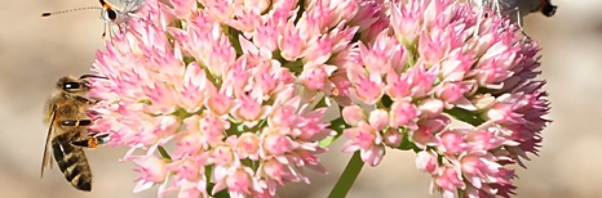 Two gray hairstreaks and a honey bee sharing a sedum. (Photo by Kathy Keatley Garvey)