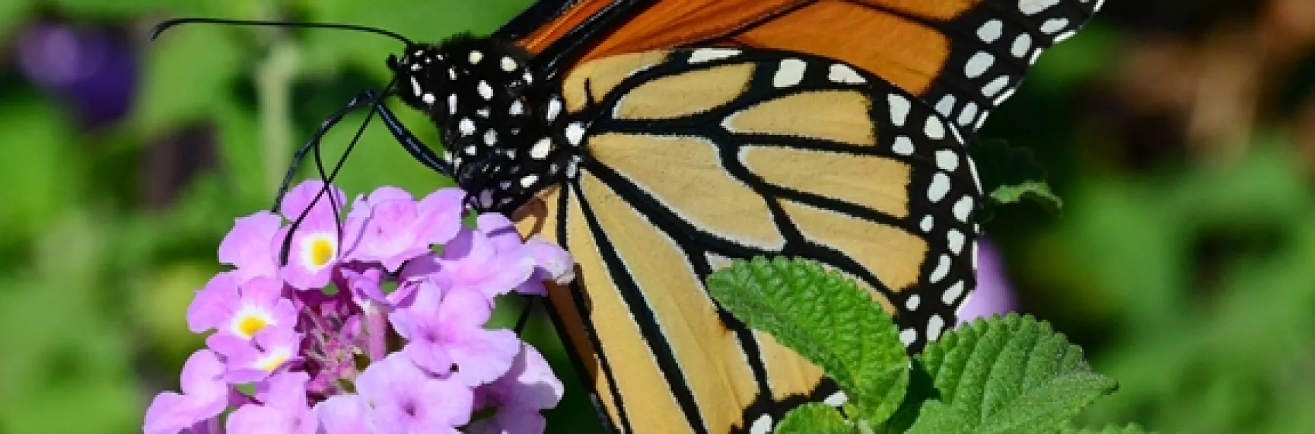 A Monarch butterfly nectaring on lantana. (Photo by Kathy Keatley Garvey)