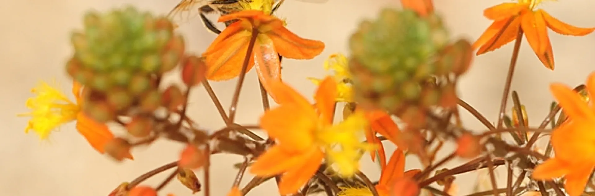 Drone fly nectaring on bulbine. (Photo by Kathy Keatley Garvey