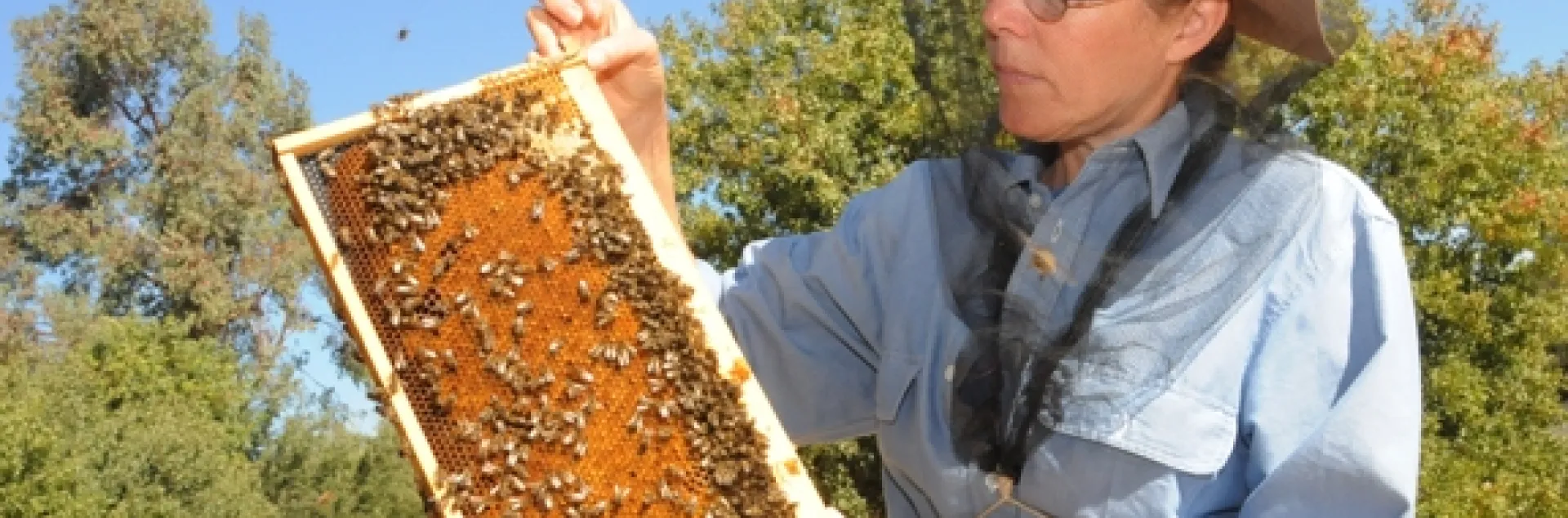 Bee breeder-geneticist Susan Cobey at the Harry H. Laidlaw Jr. Honey Bee Research Facility, UC Davis. (Photo by Kathy Keatley Garvey)