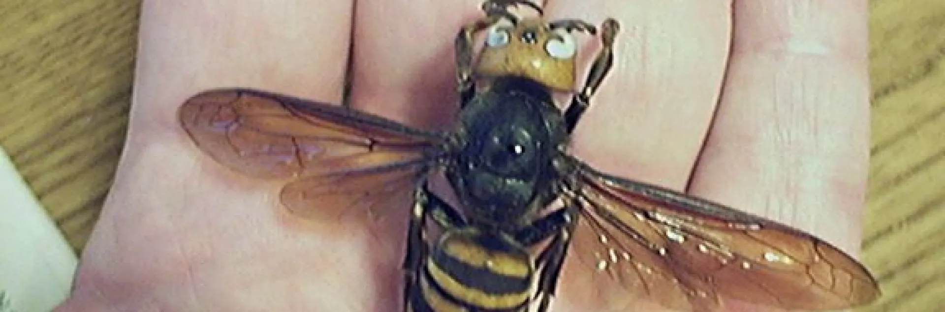 This is the world's largest hornet, Vespa mandarinia. (Photo by Terry Prouty, courtesy of Wikpedia. http://en.wikipedia.org/wiki/User:Hornetboy1970)