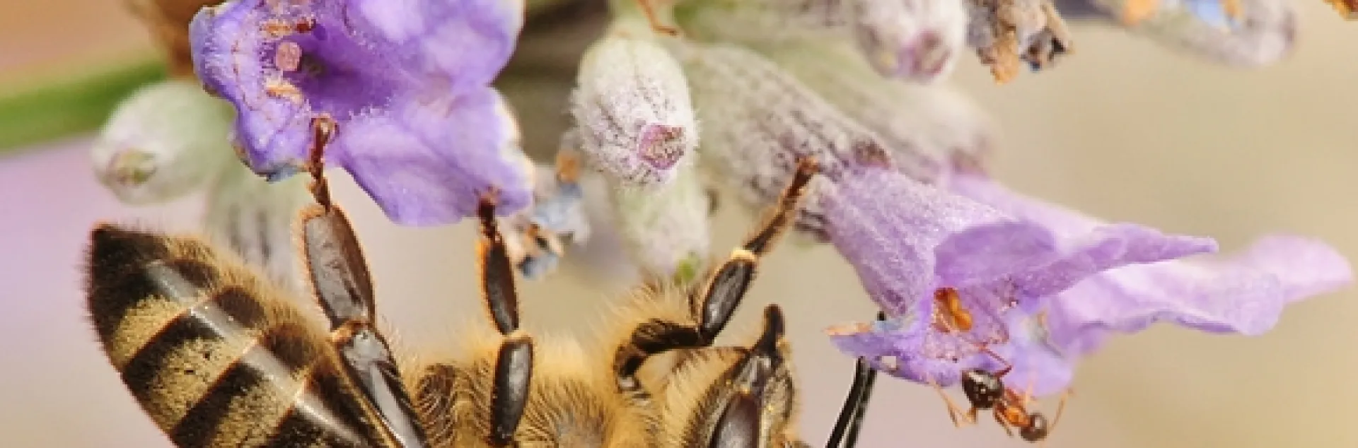 A bee and an ant; they're more closely related than they are to most wasps. (Photo by Kathy Keatley Garvey)