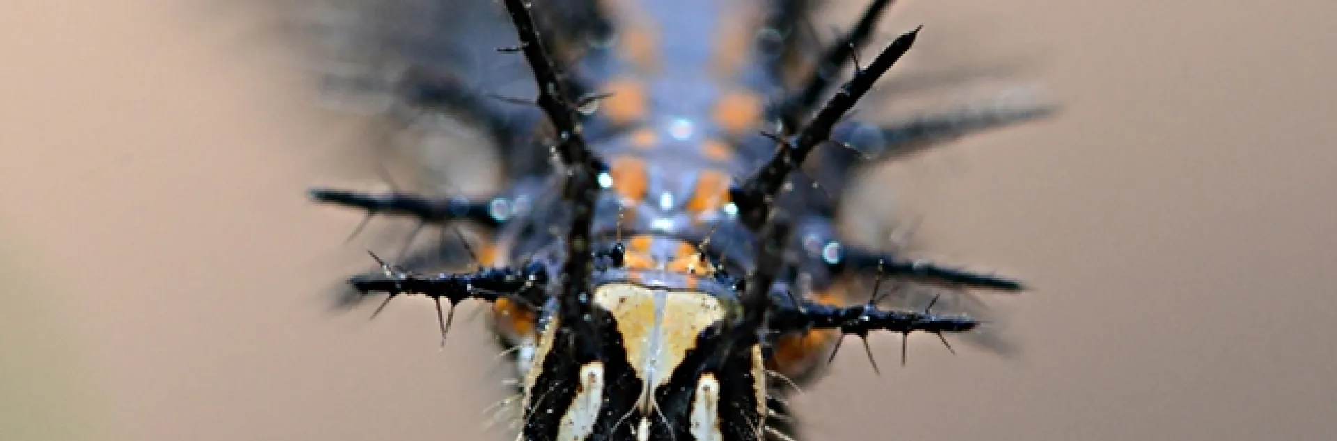 Melanic phase of a Gulf Fritillary caterpillar, rare in California. (Photo by Kathy Keatley Garvey