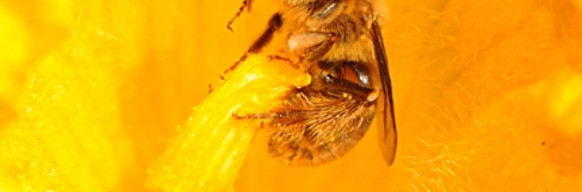 Squash bee, Peponapis pruinosa. (Photo by Kathy Keatley Garvey)
